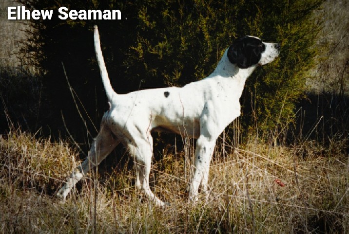 ELHEW SEAMAN