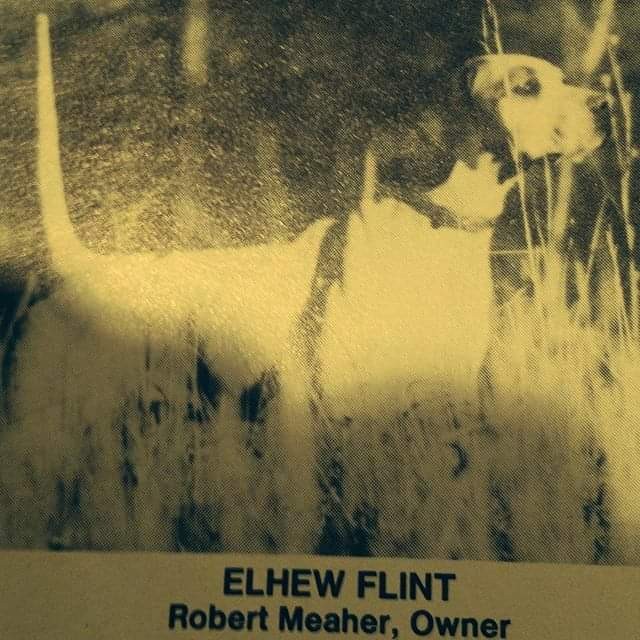 ELHEW FLINT