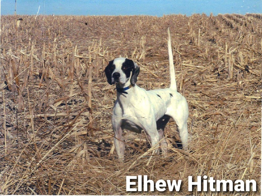 ELHEW HITMAN