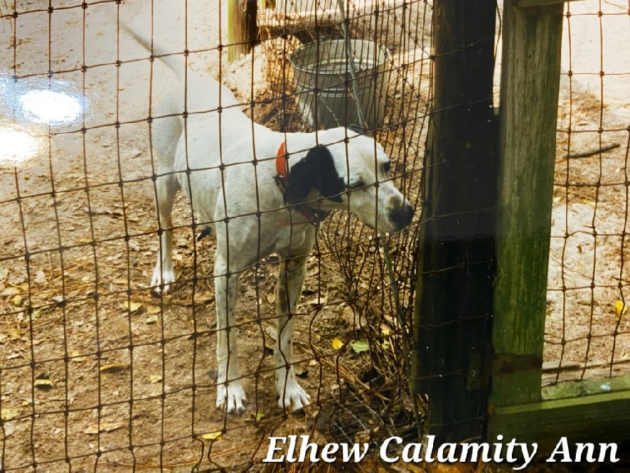 ELHEW CALAMITY ANN