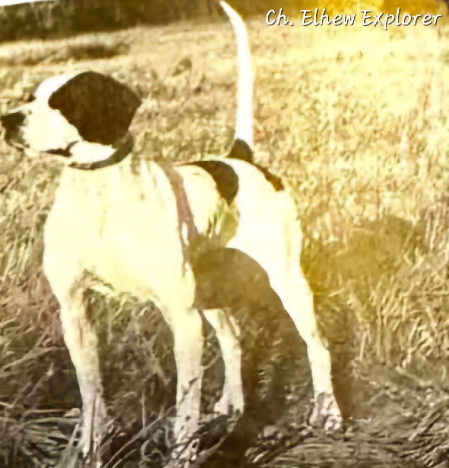 CH. ELHEW EXPLORER