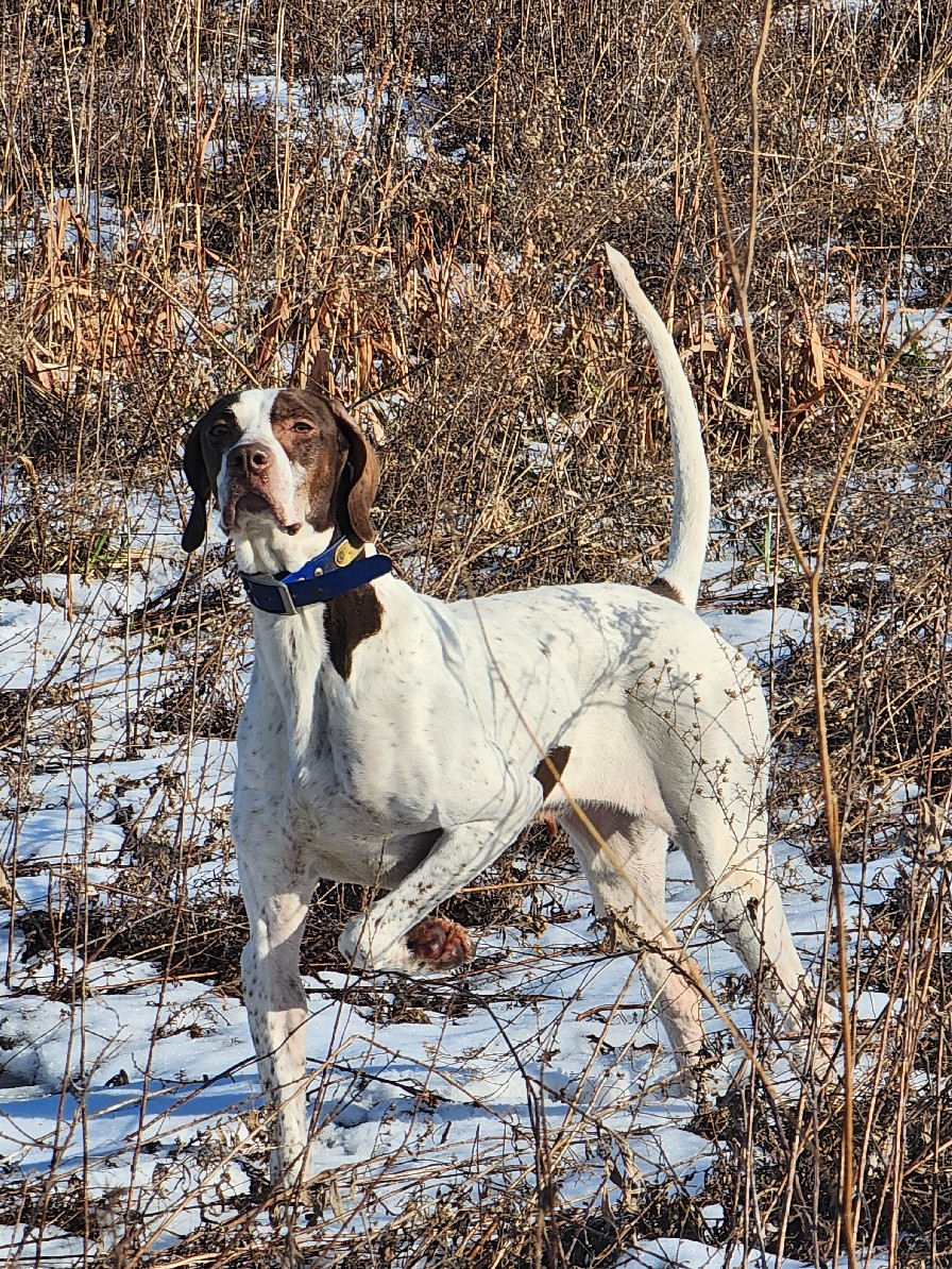 KATE'S DISTINCT ELHEW LADY