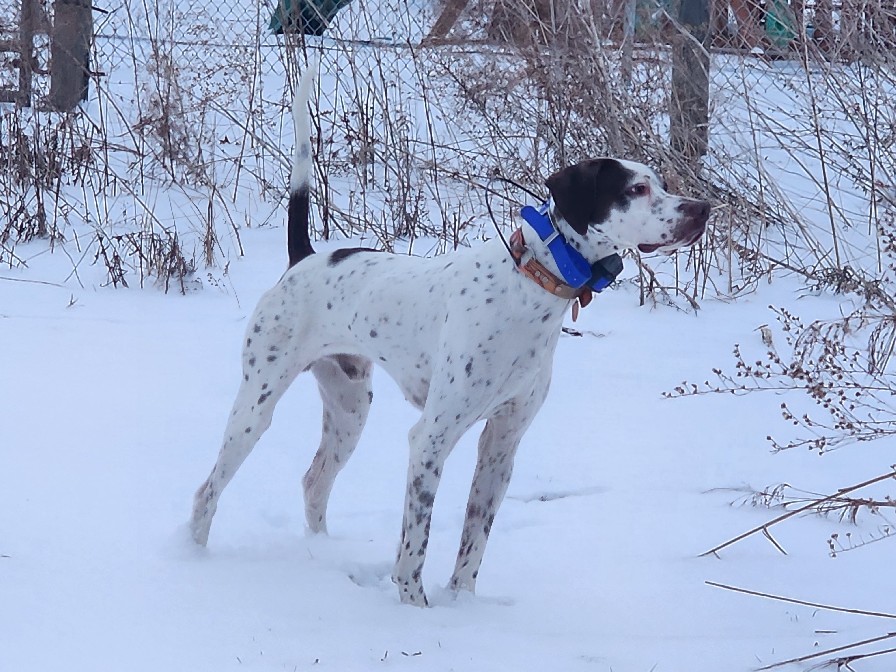 KATE'S ELHEW BUDDY BOY