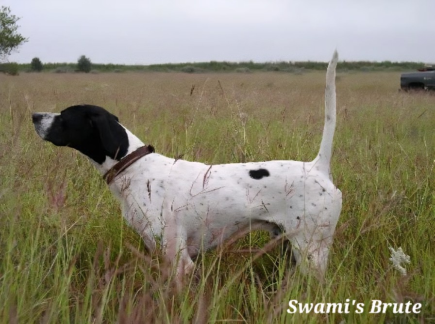 SWAMI'S BRUTE