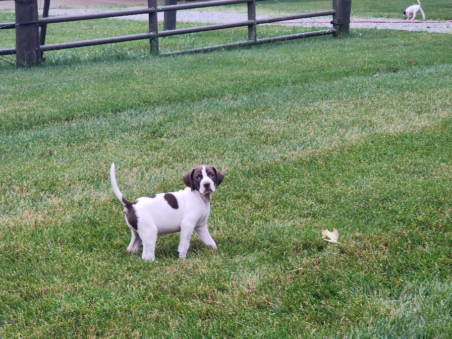 KATE'S ELHEW GYPSY ROSE