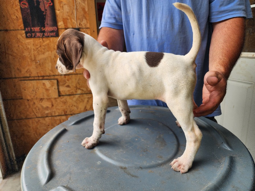 HANK X DOLLY FEMALE #2