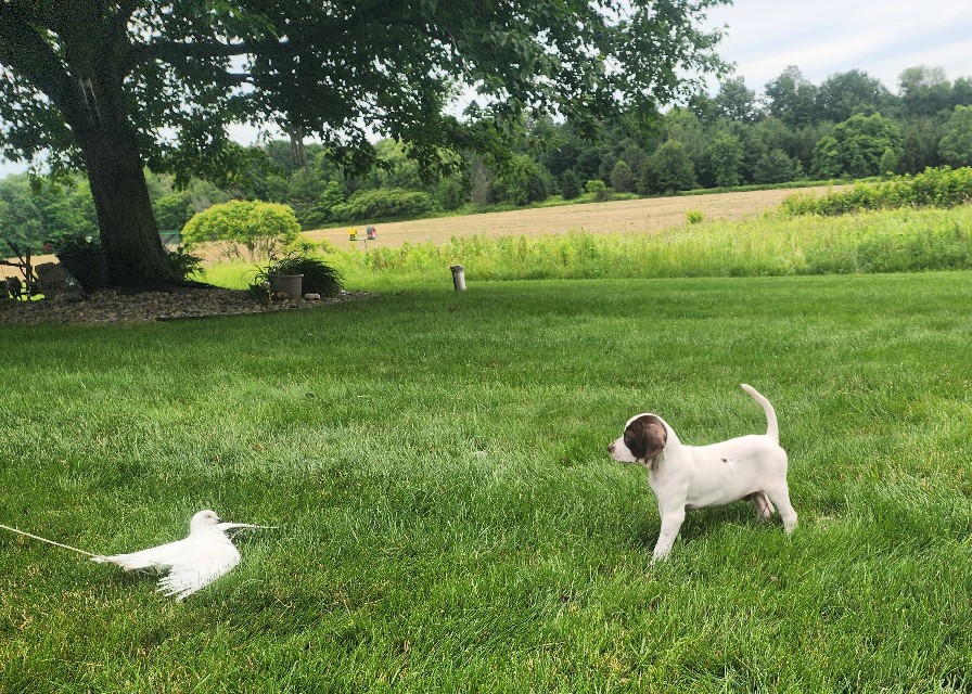 HANK X DOLLY RUNT MALE