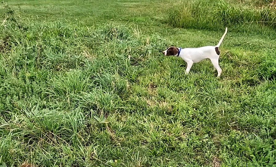 DOLLY'S GIRLIE- PENDING