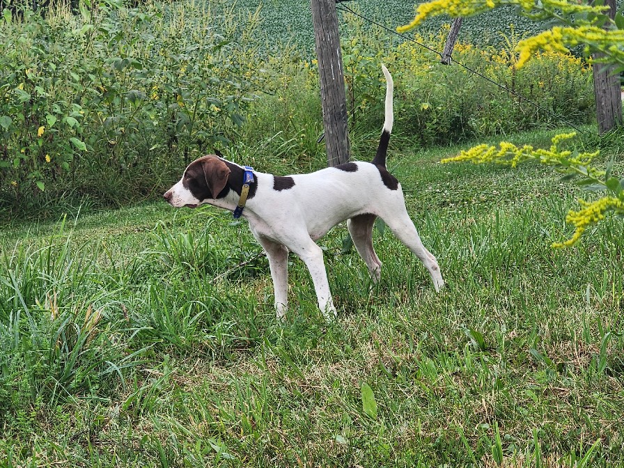 KATE'S ELHEW GYPSY